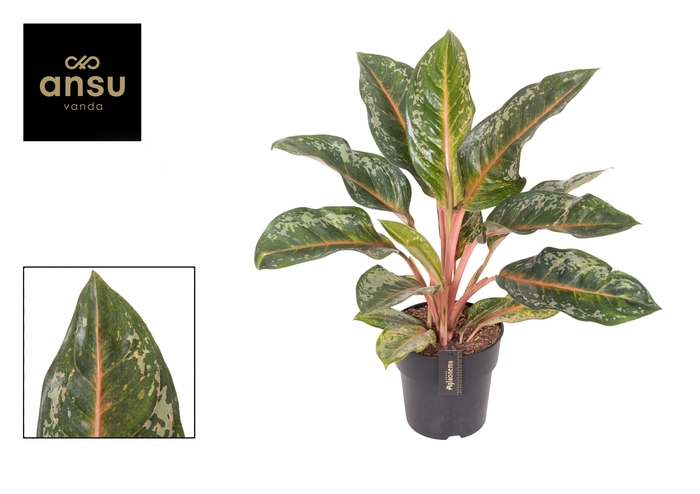 <h4>Aglaonema Pumpkin Green</h4>