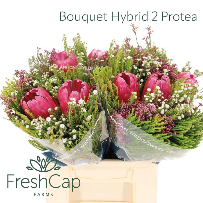 <h4>Bouquet Hybrid 2 Protea</h4>