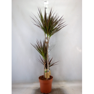 Dracaena marg. 'Magenta'