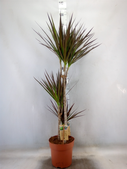<h4>Dracaena marg. 'Magenta'</h4>