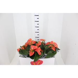 ANTH PRINCE OF ORANGE P15
