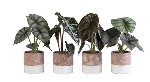 <h4>ALOCASIA MIX P6 L 65827</h4>