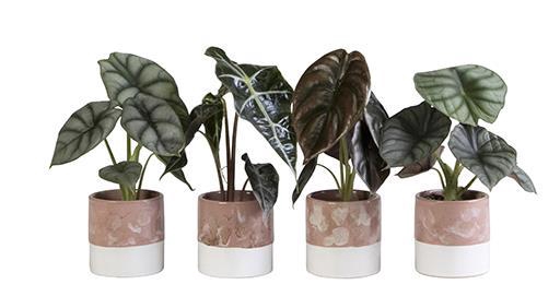 <h4>ALOCASIA MIX P6 L 65827</h4>