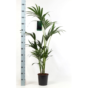 Howea forsteriana