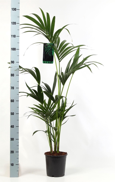 <h4>Howea forsteriana</h4>