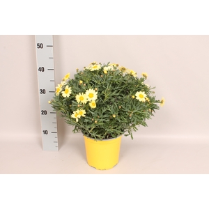 Struikmargriet Yellow