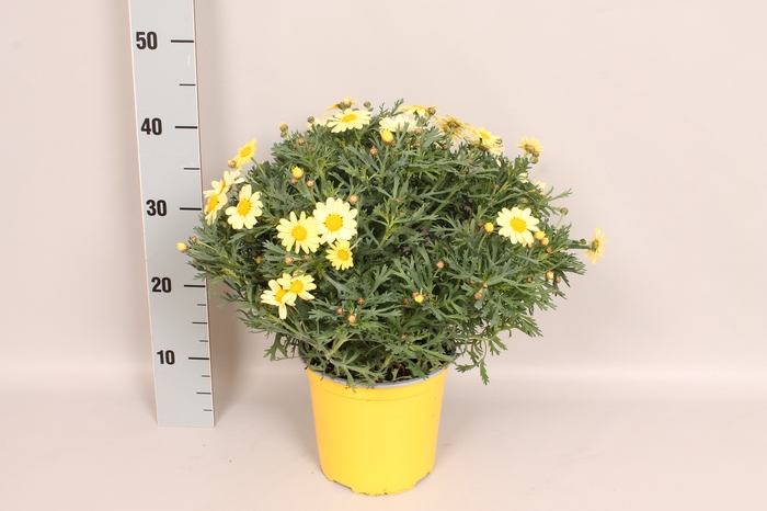 <h4>Struikmargriet Yellow</h4>