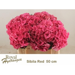 Hydr M Sibilla Rd