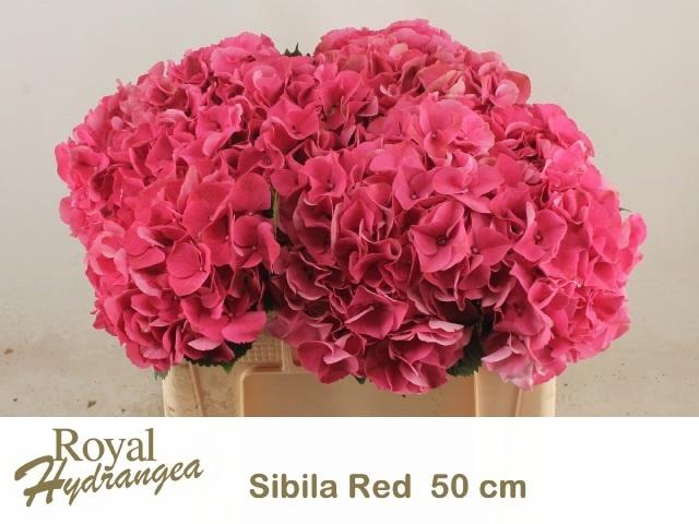 <h4>Hydr M Sibilla Rd</h4>