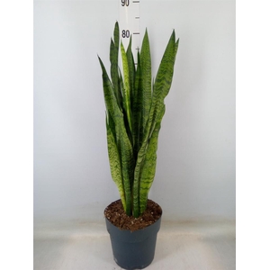 Sansevieria zeylanica