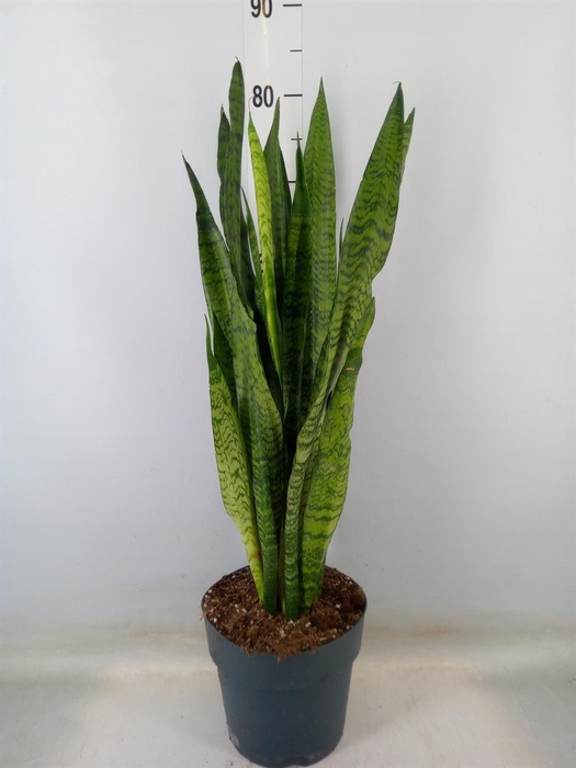 <h4>Sansevieria zeylanica</h4>