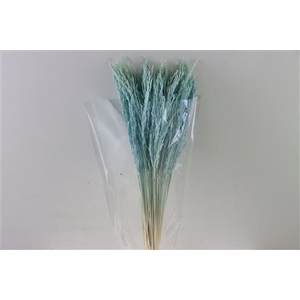 Dried Rice Grass Light Blue Bunch Slv