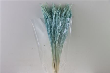 Dried Rice Grass Light Blue Bunch Slv