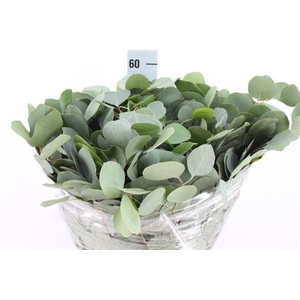 Euca Populus Blad Kort 400gr