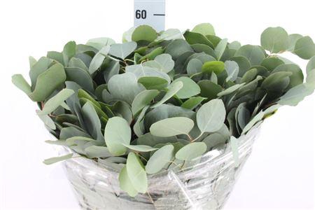 <h4>Euca Populus Blad Kort 400gr</h4>