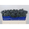 Eryngium Blue Dynamite