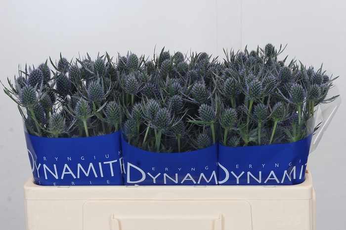 <h4>Eryngium Blue Dynamite</h4>