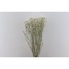 Dried Limon Diamond White Bunch