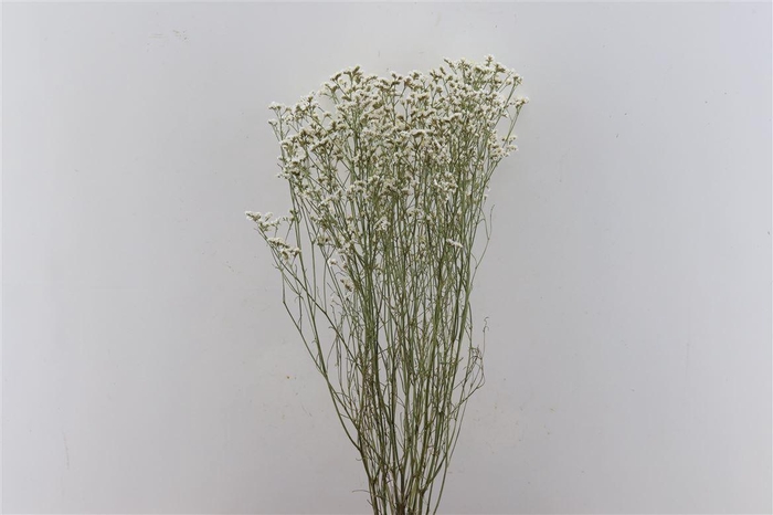 <h4>Dried Limon Diamond White Bunch</h4>