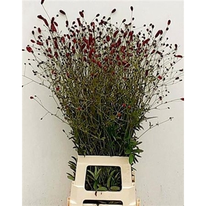Sanguisorba O Arnhem