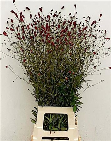 <h4>Sanguisorba O Arnhem</h4>