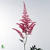 ASTIL AR CATTLEYA