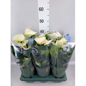 Anthurium  'Karma White'
