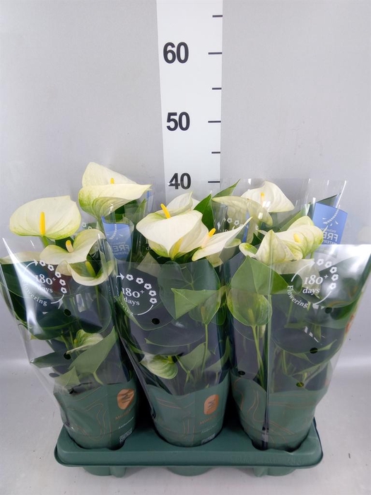 <h4>Anthurium  'Karma White'</h4>