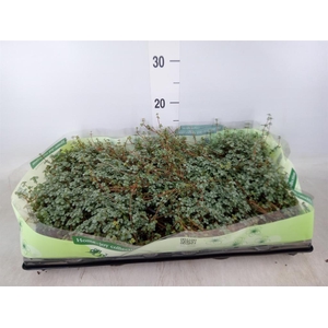 Pilea glaucophylla 'Greyzy'