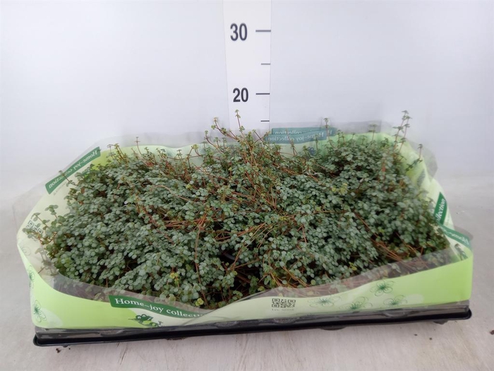 <h4>Pilea glaucophylla 'Greyzy'</h4>