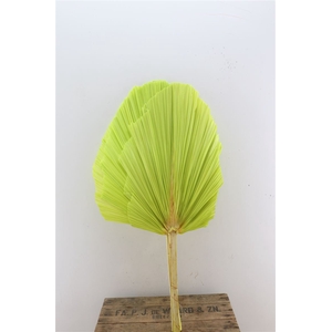 Dried Palm Spear 3pc Xxl Bl L Green Bunch