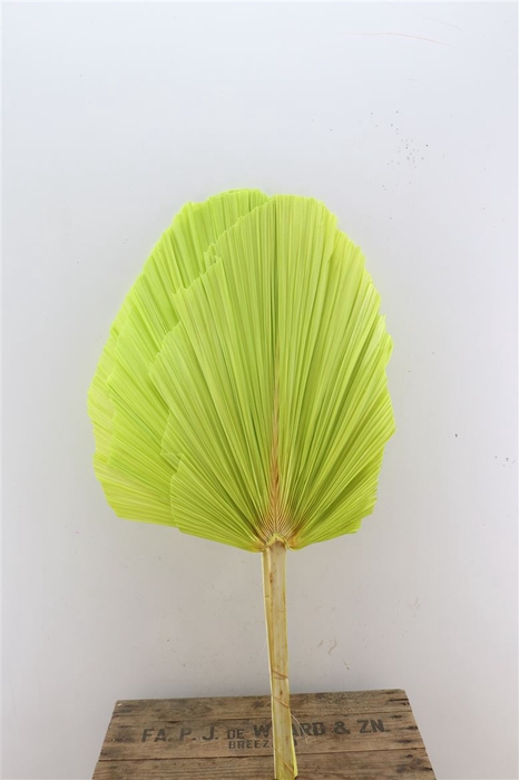 <h4>Dried Palm Spear 3pc Xxl Bl L Green Bunch</h4>