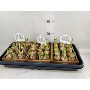 Arr.  Narcissus Tete Tete L%