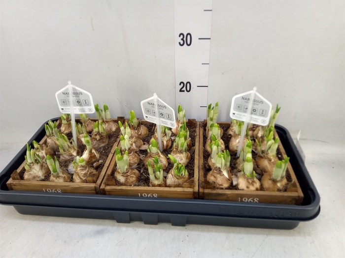 <h4>Arr.  Narcissus Tete Tete L%</h4>