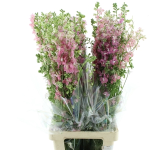 Delphinium Aj Pink