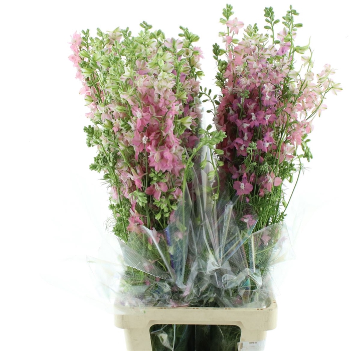 <h4>Delphinium Aj Pink</h4>