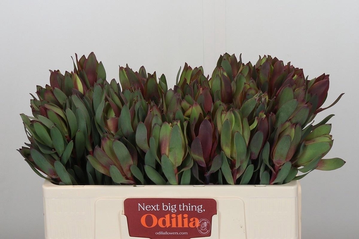 <h4>LEUCAD SENORITA</h4>