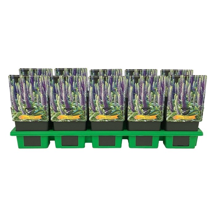 <h4>Veronica spicata</h4>