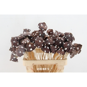 Stick Mushroom Lotus Brown