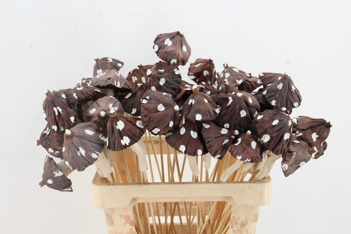 <h4>Stick Mushroom Lotus Brown</h4>