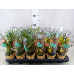 Codiaeum var. KL   ...mix 3