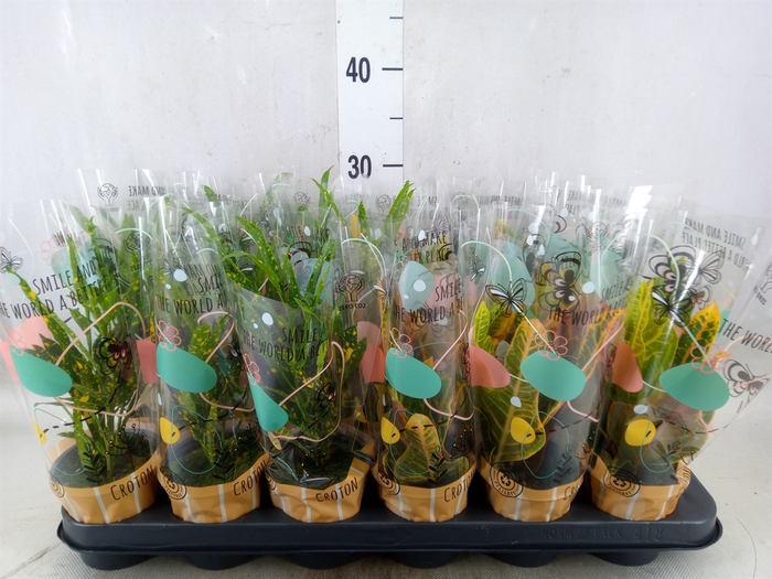<h4>Codiaeum var. KL   ...mix 3</h4>