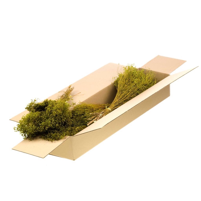 <h4>Broom Bloom Bunch Sb Green</h4>