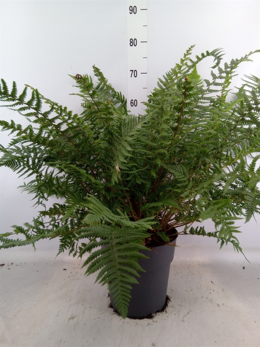 <h4>Asplenium   ...</h4>