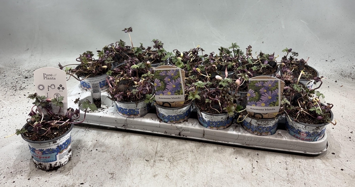 arr8 Anem Bl Blue Shades