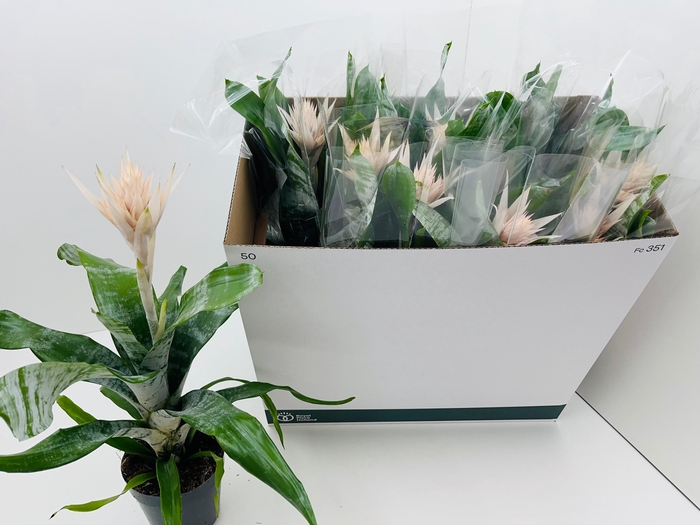 <h4>AECH FAS PRONTOO</h4>