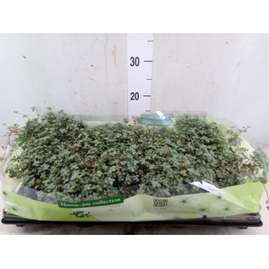 Pilea glaucophylla 'Greyzy'