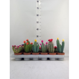 Cactus   ...decorated