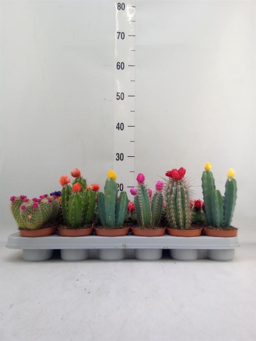 <h4>Cactus   ...decorated</h4>