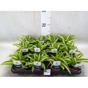Chlorophytum com. 'Variegatum'
